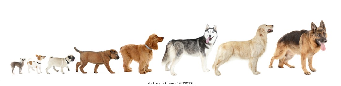 Dog Row Images, Stock Photos & Vectors | Shutterstock