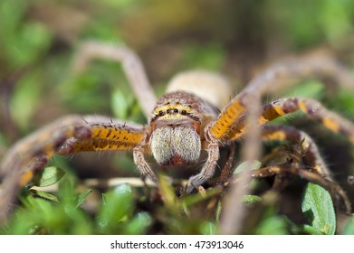 Eight Eyes

A Spider Found Near Our Campsite At Douglas Hot Springs Near Katherine, Northern Territory, Australia