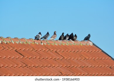 Eight feral pigeons on a red tiles roof with a blue sky in background