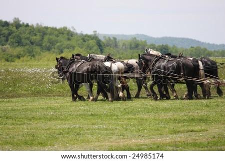 Eight Horse Team pulls spreader in Field