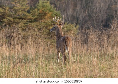 An eight point buck standing at attention in a field