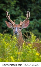 Eight point male whitetail buck looking across a field.