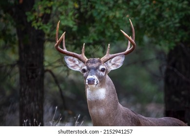 Eight point whitetail buck close up portrait