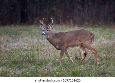 Eight point whitetail buck in a field.