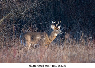 Eight point whitetail deer buck in a field.