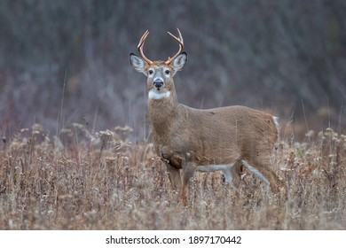 Eight point whitetail deer buck in a field.
