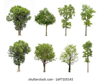 Eight Trees On Isolated White Background Stock Photo 1697105143 ...