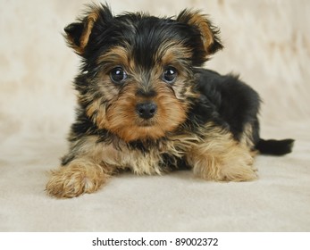 Eight Week Old Yorkie Puppy Stock Photo (Edit Now) 89002372