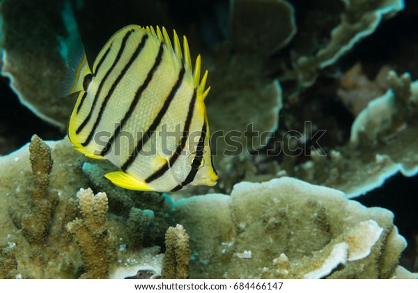 Eight-banded Butterflyfish (Chaetodon octofasciatus)\
on a coral reef