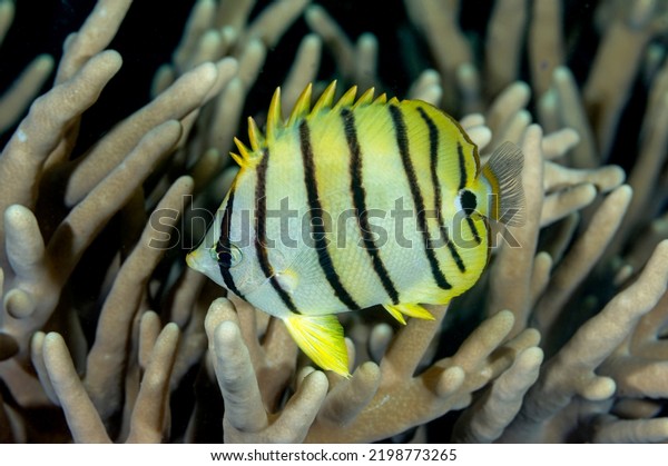 Eight-banded Butterflyfish, Chaetodon\
octofasciatus, Raja Ampat\
Indonesia.