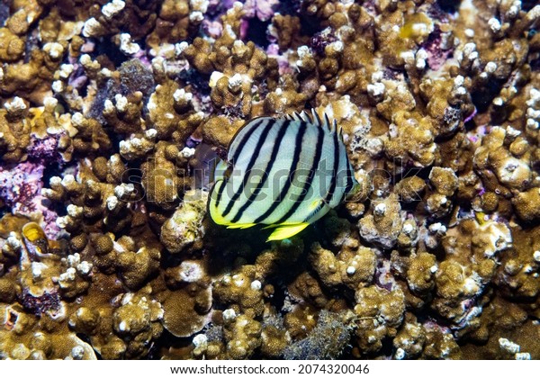 The eight-banded Butterflyfish, also known\
as the eightband butterflyfish or eight-striped butterflyfish, is a\
species of marine ray-finned fish, a butterflyfish belonging to the\
family Chaetodontidae