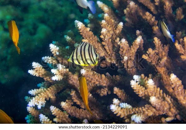 The eight-banded Butterflyfish, also known\
as the eightband butterflyfish or eight-striped butterflyfish, is a\
species of marine ray-finned fish, a butterflyfish belonging to the\
family Chaetodontidae