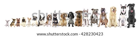 Eighteen sitting dogs in row, from small to large, isolated on white