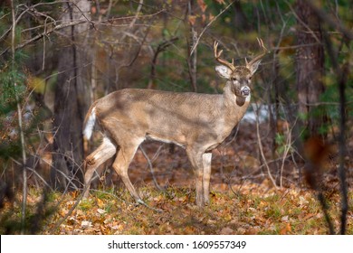 Eight-point whitetail buck standing in the sun at the edge of the woods in the autumn.  Full body seen in profile.