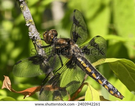 Eight-spotted skimmer Dragonfly closeup macro shot green nature view