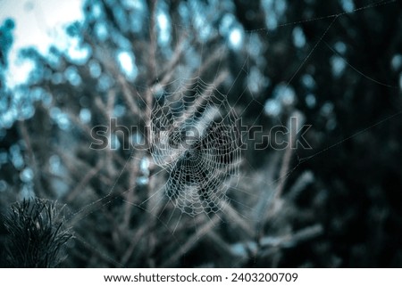 Ein Spinnennetz bestäubt mit Tau an einem nebligen Morgen im Wald