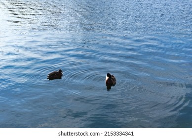 Eindhoven, Netherlands - 1 Feb 2021
Ducks swimming in a channel in Eindhoven.