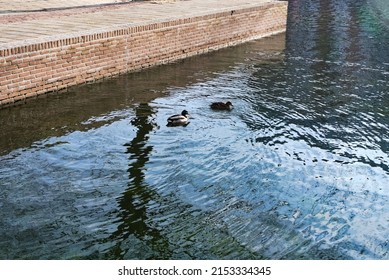 Eindhoven, Netherlands - 1 Feb 2021
Ducks swimming in a channel in Eindhoven.