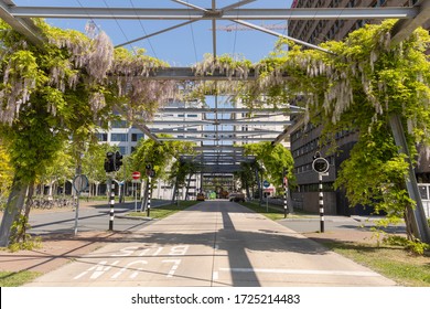 Eindhoven, The Netherlands, May 7th 2020. Strijp S district with a bus lane, a metal construction covered with blooming wisteria flower blossoms and greenery on a sunny day 
