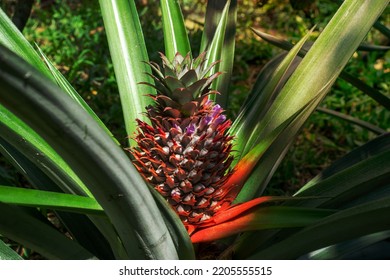 Eine reife Ananas auf einer Ananaspflanze in der Sonne auf einer - Shutterstock ID 2205555515