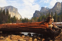 El Capitan And Merced River , Yosemite National Park.