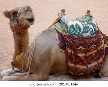 El Hazne camel close-up at Petra archaeological site in Jordan