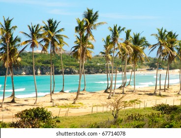 El Macao Beach, Palm Forest And Ocean Cliffs