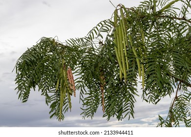 El Paso Desert Mesquite Beans