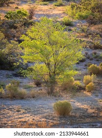 El Paso Lone Desert Tree