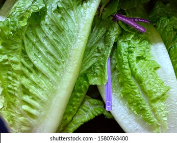 El Paso, Texas / USA: CircaDecember 2019
Fresh, Organic, Non-GMO Romaine Lettuce On Display In The Produce Section Of A Grocery Store.
(Lactuca Sativa L. Var. Longifolia