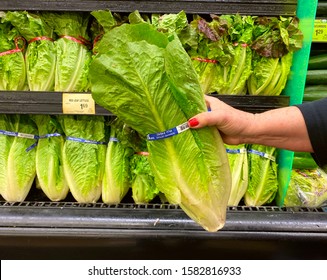 El Paso, Texas / USA: CircaDecember 2019 Fresh, Organic, Non-GMO Romaine Lettuce Being Chosen By A Elderly Caucasian Woma  In The Produce Section Of A Grocery Store. (Lactuca Sativa L. Var. Longifolia