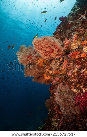 El Prez Underwater Reef Picture Stock fotó © 