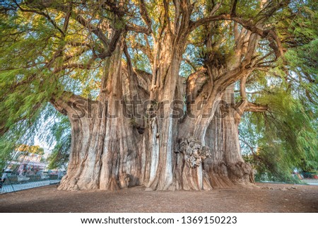 El Tule, the biggest tree of the world located in Oaxaca, Mexico	