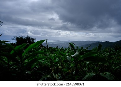 El Yunque National Forest, Puerto Rico