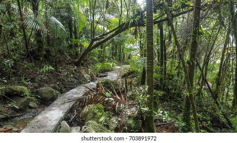 El Yunque National Forest , Puerto Rico