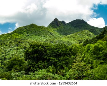 El Yunque Rainforest, Puerto Rico