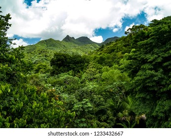 El Yunque Rainforest, Puerto Rico