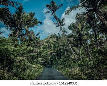 El Yunque Rainforest In Puerto Rico