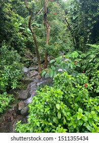 El Yunque Rainforest San Juan Puerto Rico