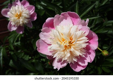 Elaborate Double Peony (var Lady Liberty) Ranging In Colour From White To Pink In A Garden In Ottawa, Ontario, Canada.