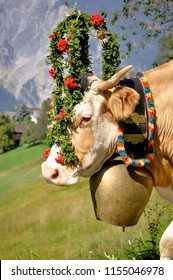 Elaborately Decorated With Huge Cow Bells And Crowns Crafted From Alpine Flowers And Foilage, The Alpine Cattle Herds Are Driven Down The Slopes To The Valleys For The Winter Every Year.  