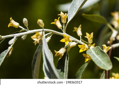 Elaeagnus Angustifolia;