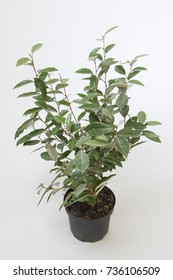 Elaeagnus X Ebbingei