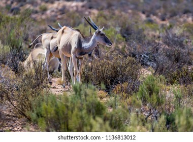 Elan Antilope With Big Horns In Aaquila Game Reserve