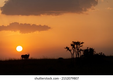 eland antelope faces the setting sun
