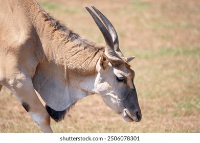 Eland Antelope grazing in the meadow - Powered by Shutterstock