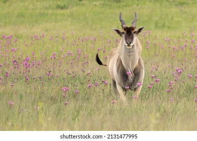 An Eland antelope walking peacefully through a grassland  - Powered by Shutterstock