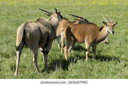     Eland antelopes close up. Antelopes grazing in the wild                           