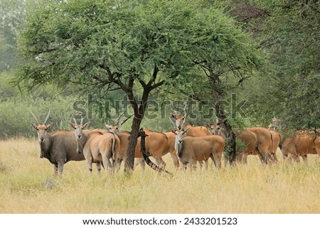 Eland antelopes (Tragelaphus oryx) herd in savannah landscape, South Africa
