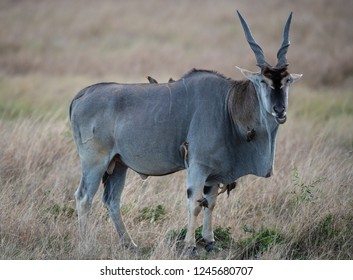 Eland And Biards